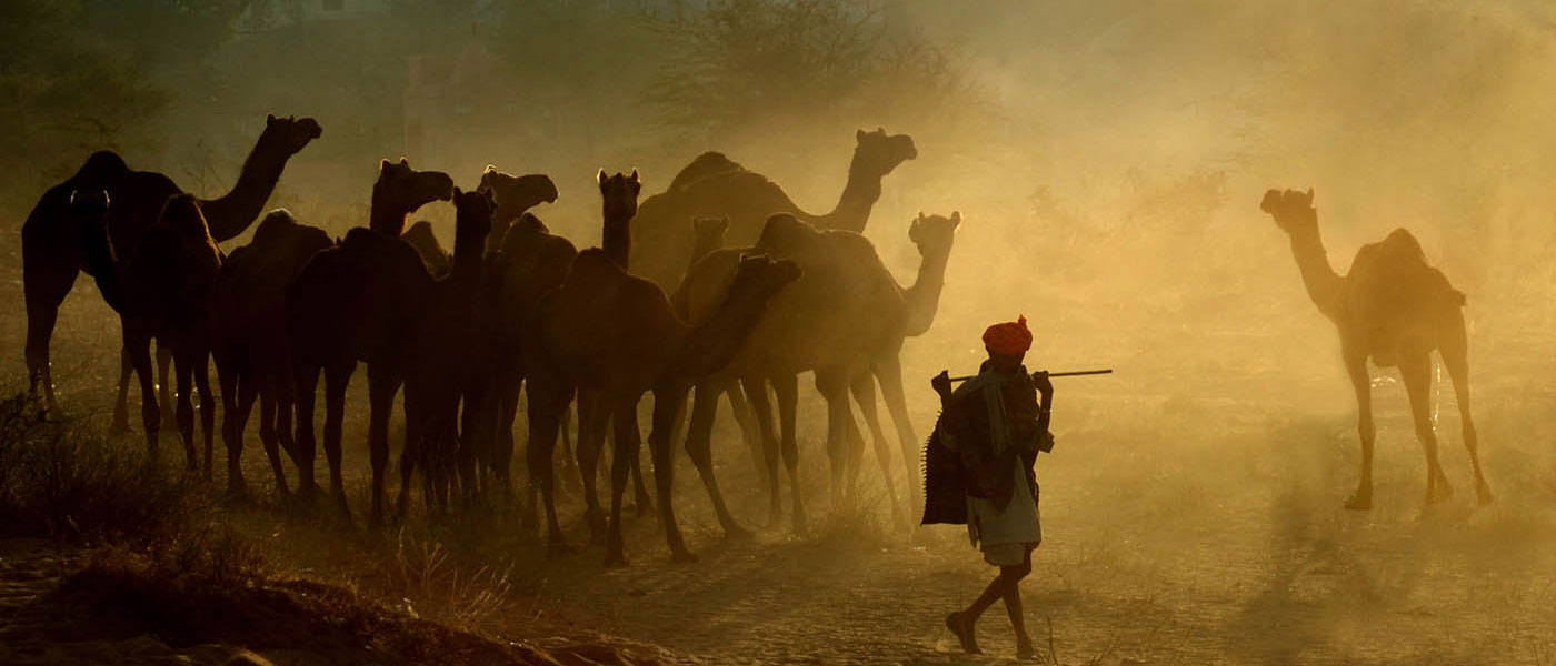  Camel safari in Pushkar 